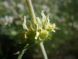 Image de Sideritis fruticulosa Pourr.