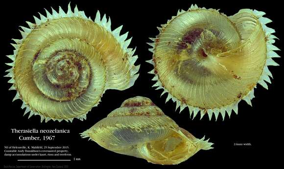 Plancia ëd Therasiella neozelanica Cumber 1967