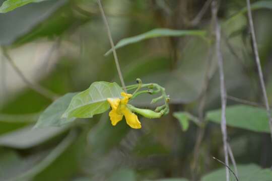 Image of Mandevilla subsessilis (A. DC.) R. E. Woodson