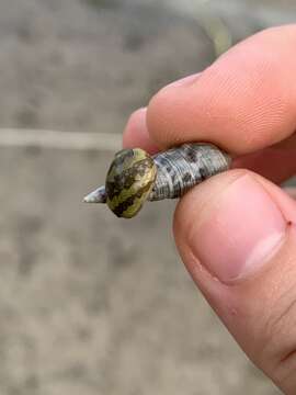 Image of dubious nerite