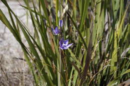 صورة Thelymitra graminea Lindl.