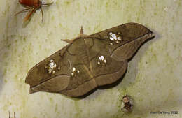 Antheraea rosieri (Toxopeus 1940) resmi