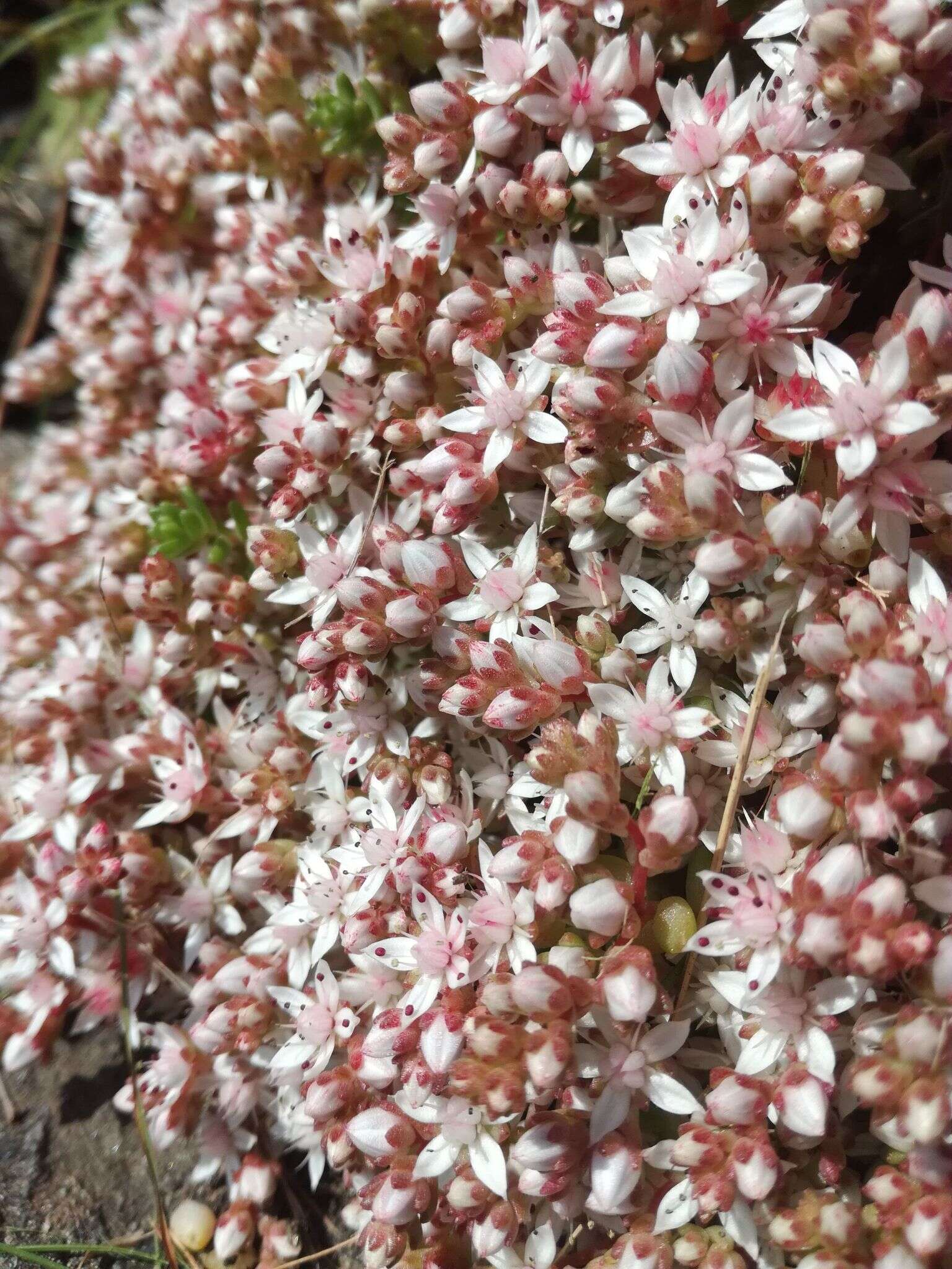 Imagem de Sedum anglicum Hudson