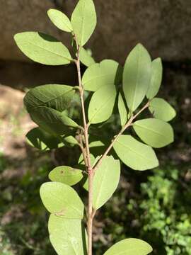 Image of Dune myrtle