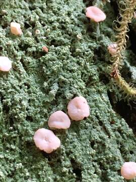 Image of peppermint drop lichen