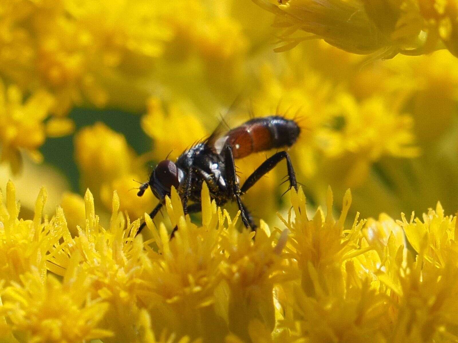 Image of Cylindromyia interrupta (Meigen 1824)