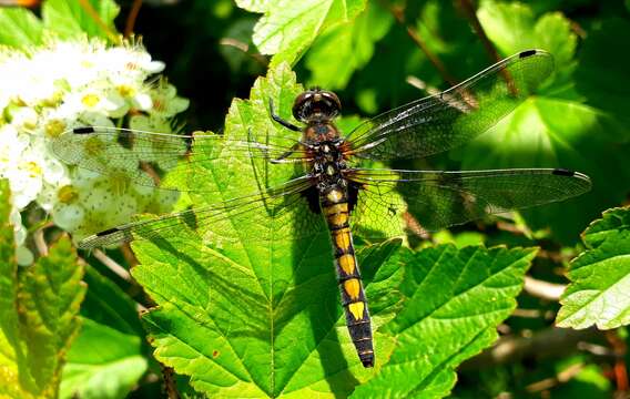 Image of Yellow-spotted Whiteface