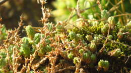 Sedum borissovae Balk. resmi