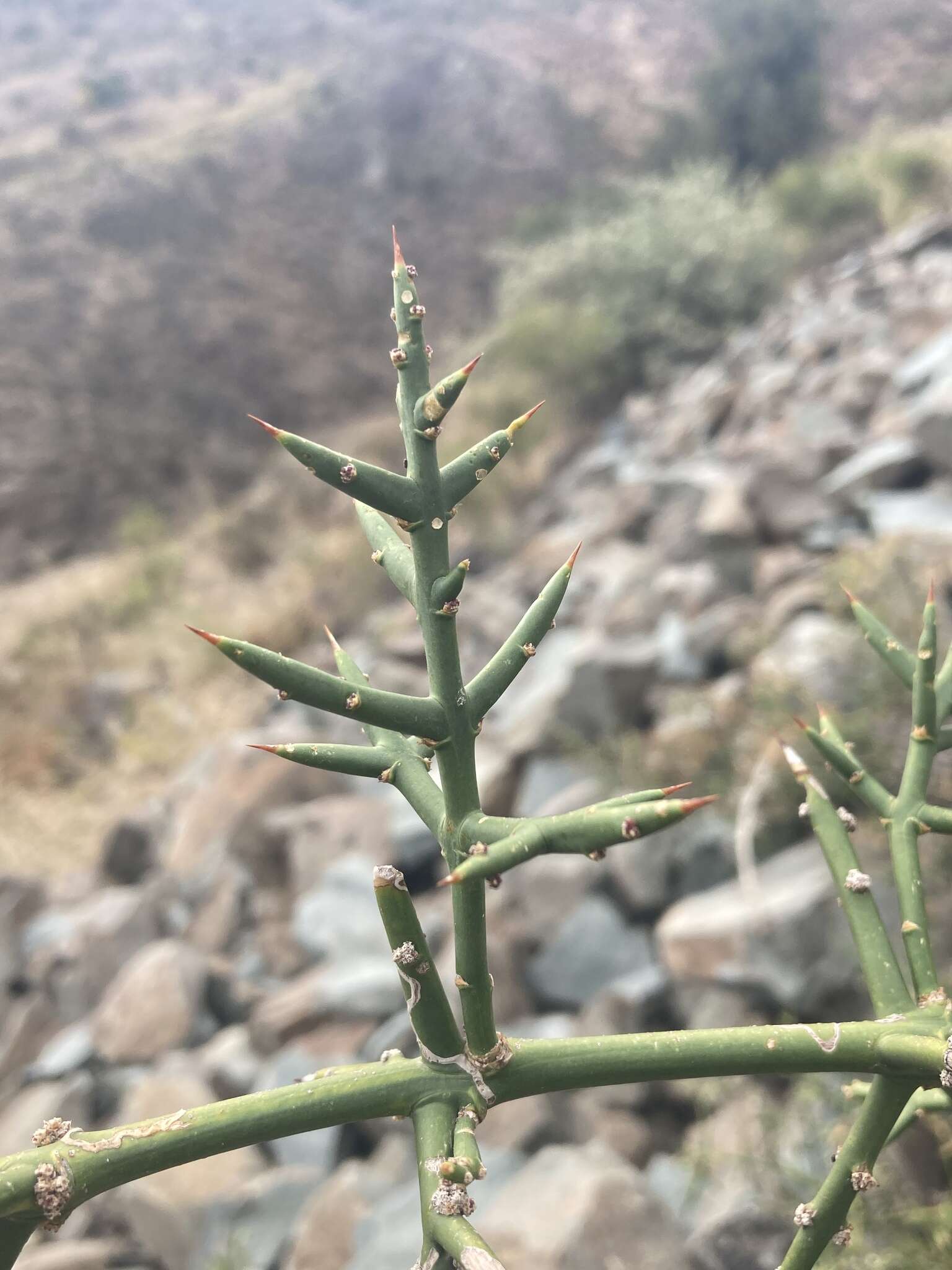 Image of Colletia hystrix Clos