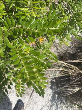 Image of yellow necklacepod