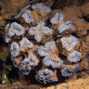 Image of Stony coral