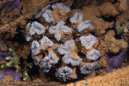 Imagem de Euphyllia cristata Chevalier 1971