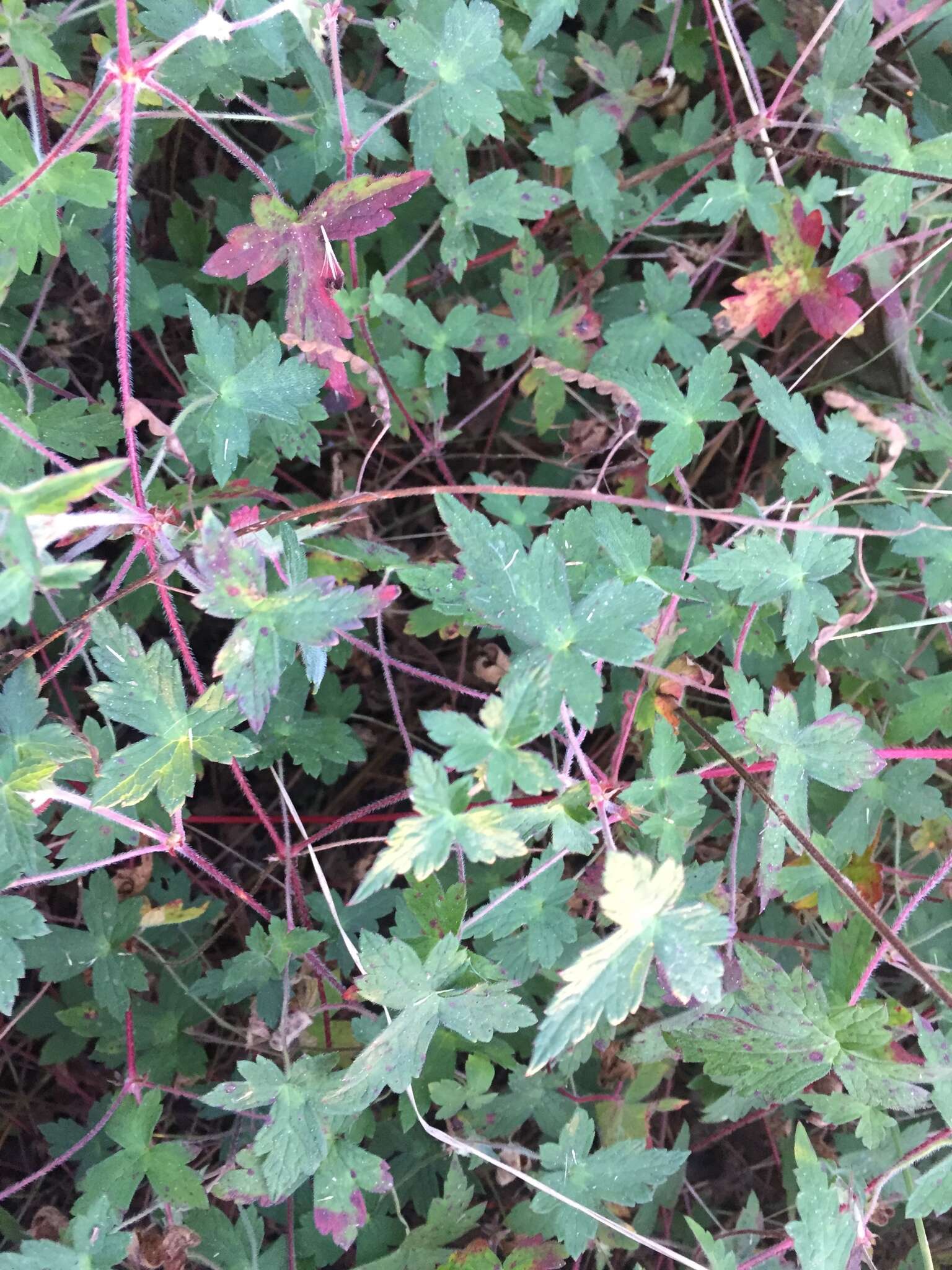 Image of Geranium deltoideum Rydb. ex Hanks & Small