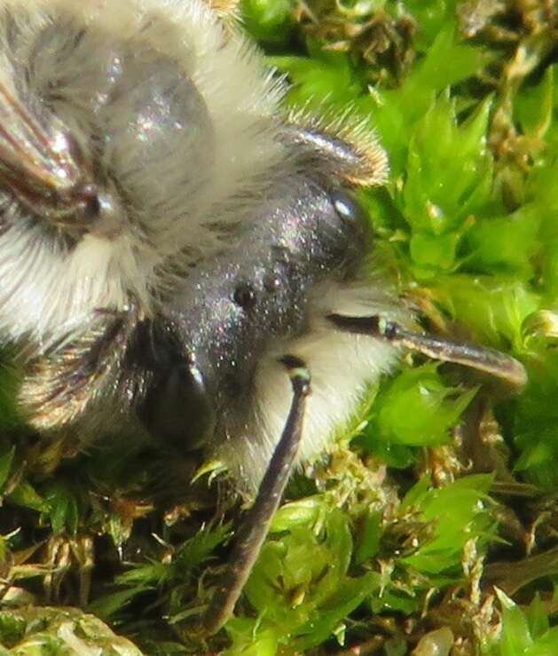 Image of Andrena vaga Panzer 1799