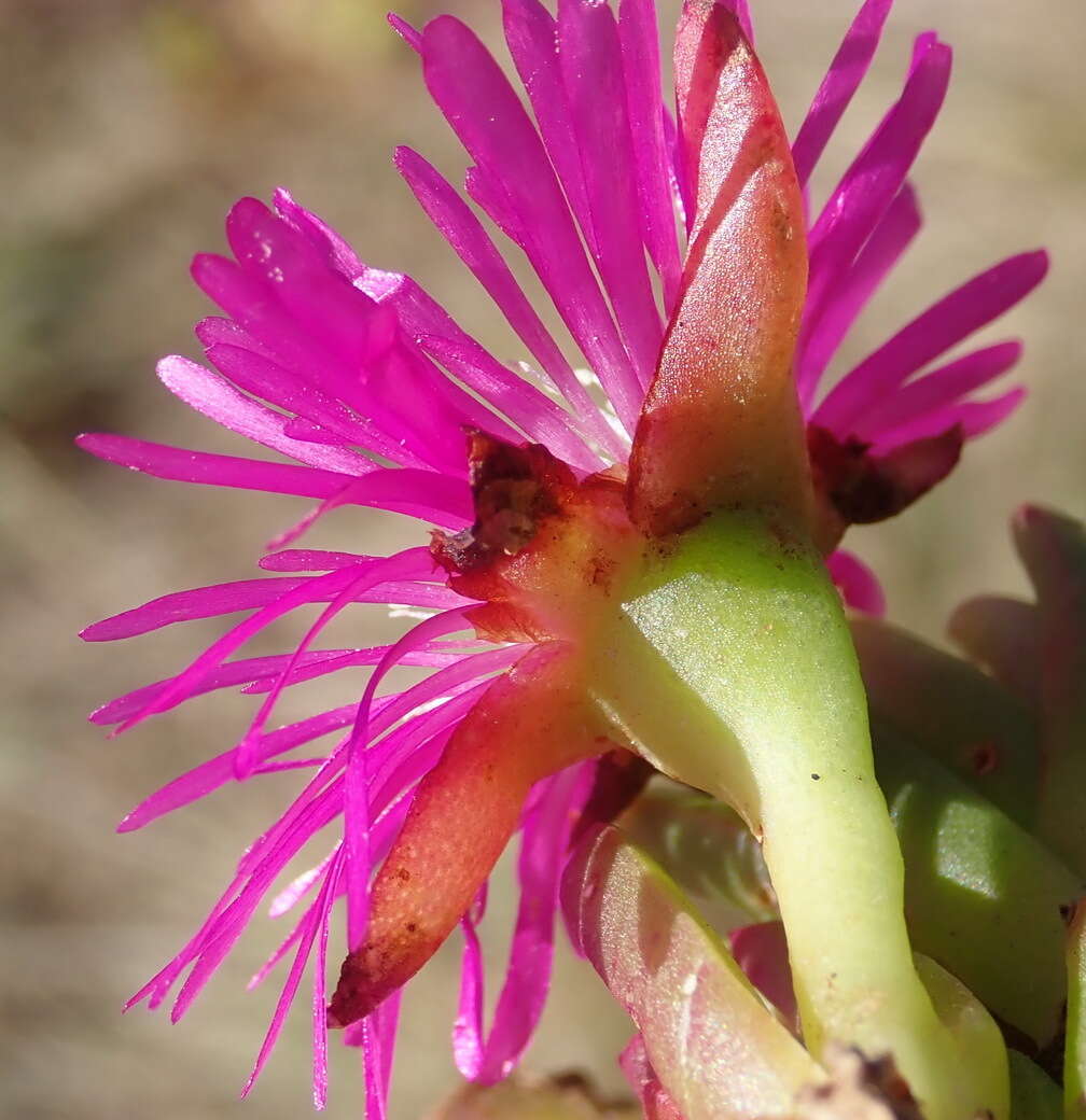 Imagem de Ruschia duthiae (L. Bol.) Schwant. apud Jacobsen