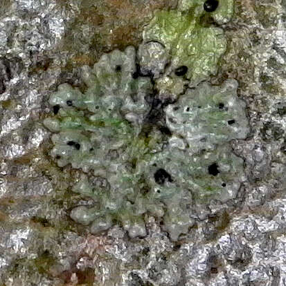 Image of strigula lichen