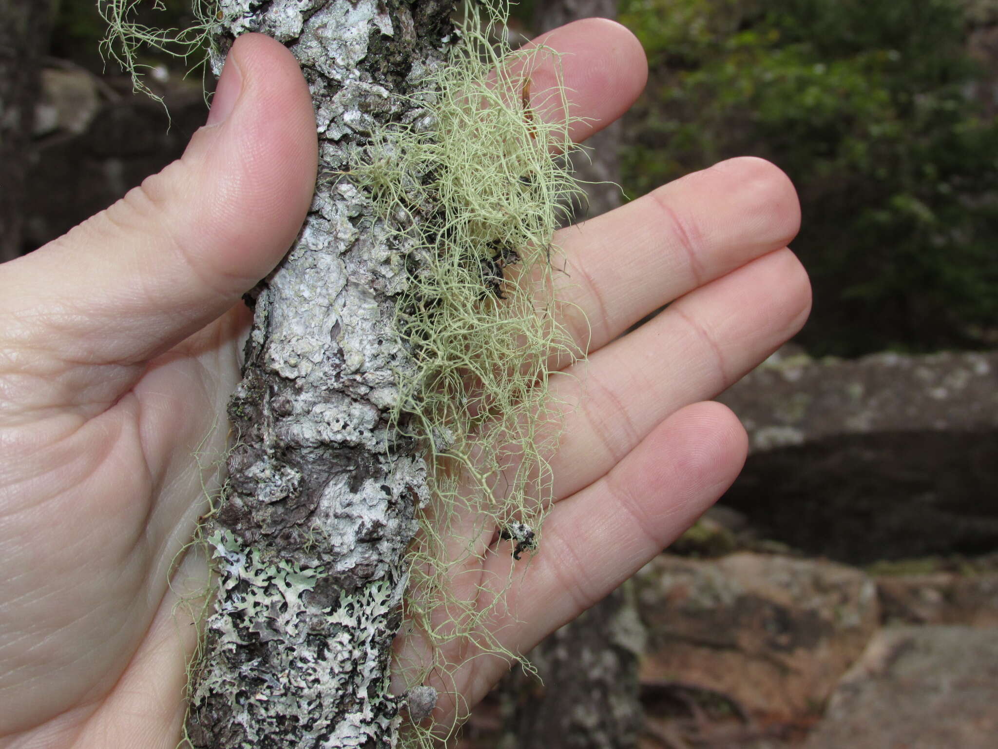 Usnea merrillii Motyka的圖片