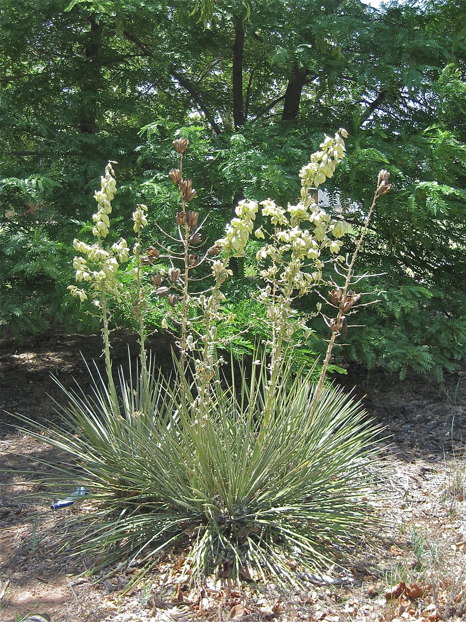 Image of plains yucca