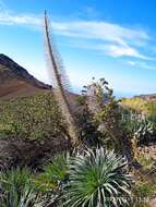 Image of <i>Echium perezii</i> Sprague