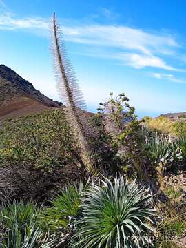 Image of <i>Echium perezii</i> Sprague