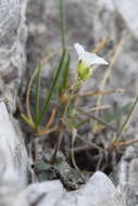 Image of Arabis stellulata Bertol.