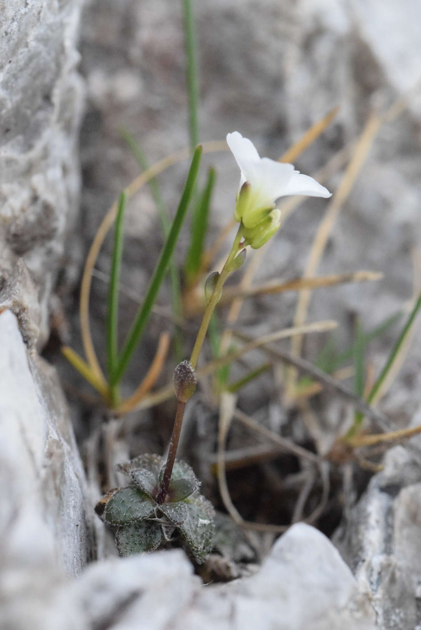 Sivun Arabis stellulata Bertol. kuva