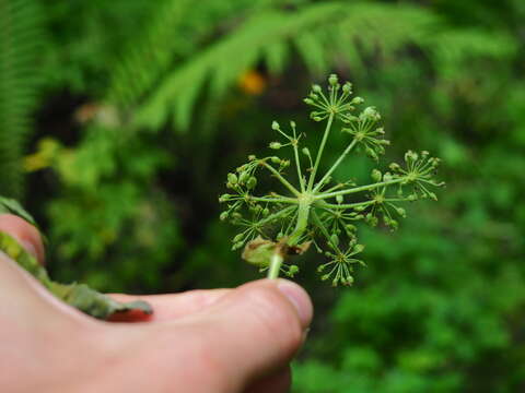 Image of Angelica czernaevia (Fisch. & C. A. Mey.) Kitag.