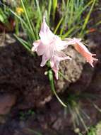 Image de Gladiolus virgatus Goldblatt & J. C. Manning