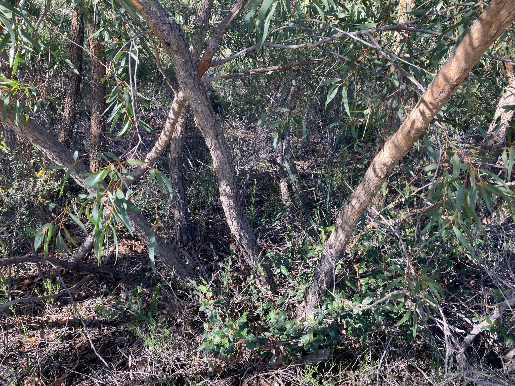 Image of Eucalyptus lateritica M. I. H. Brooker & S. D. Hopper