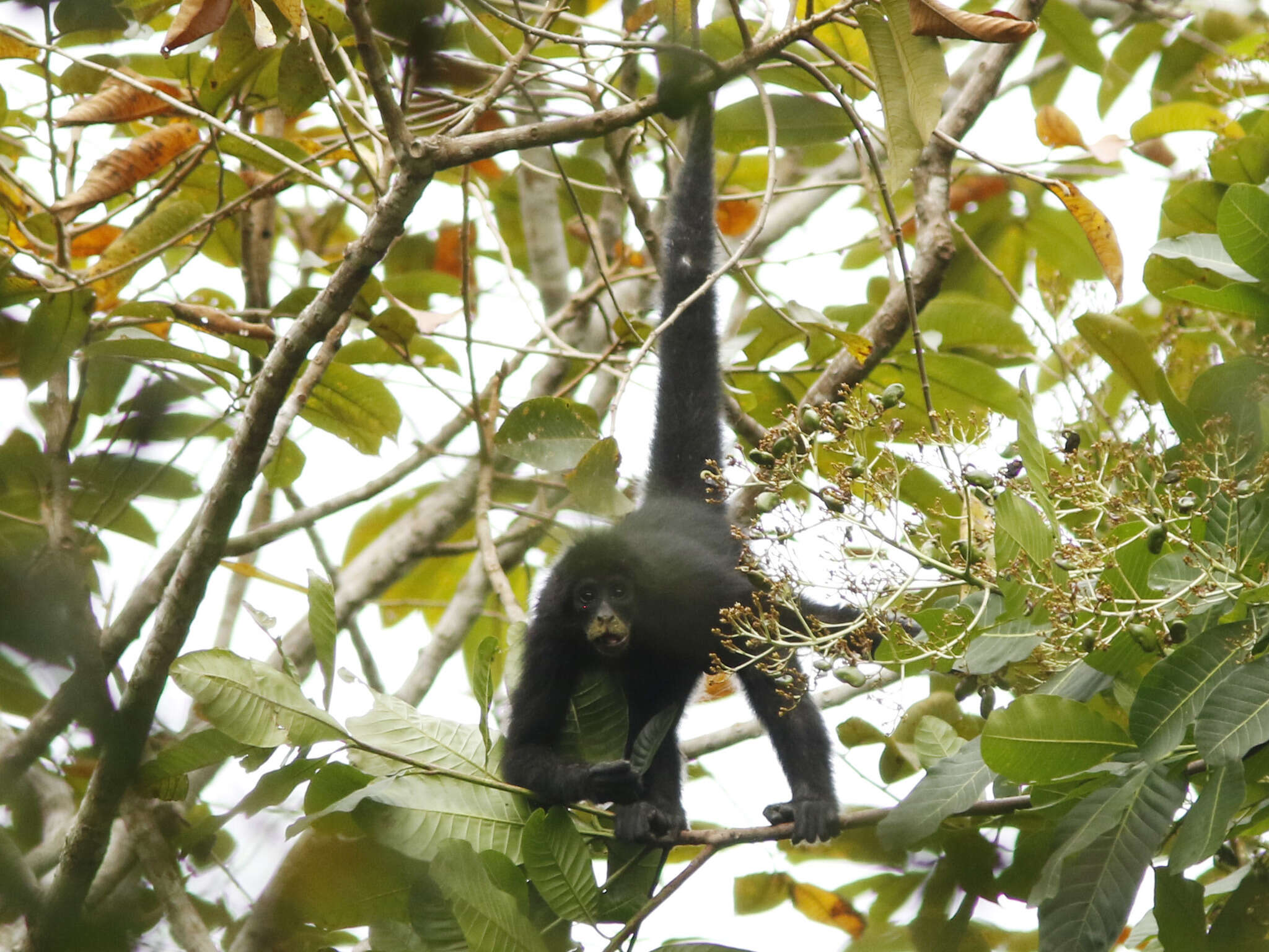 Image of Black-headed Spider Monkey