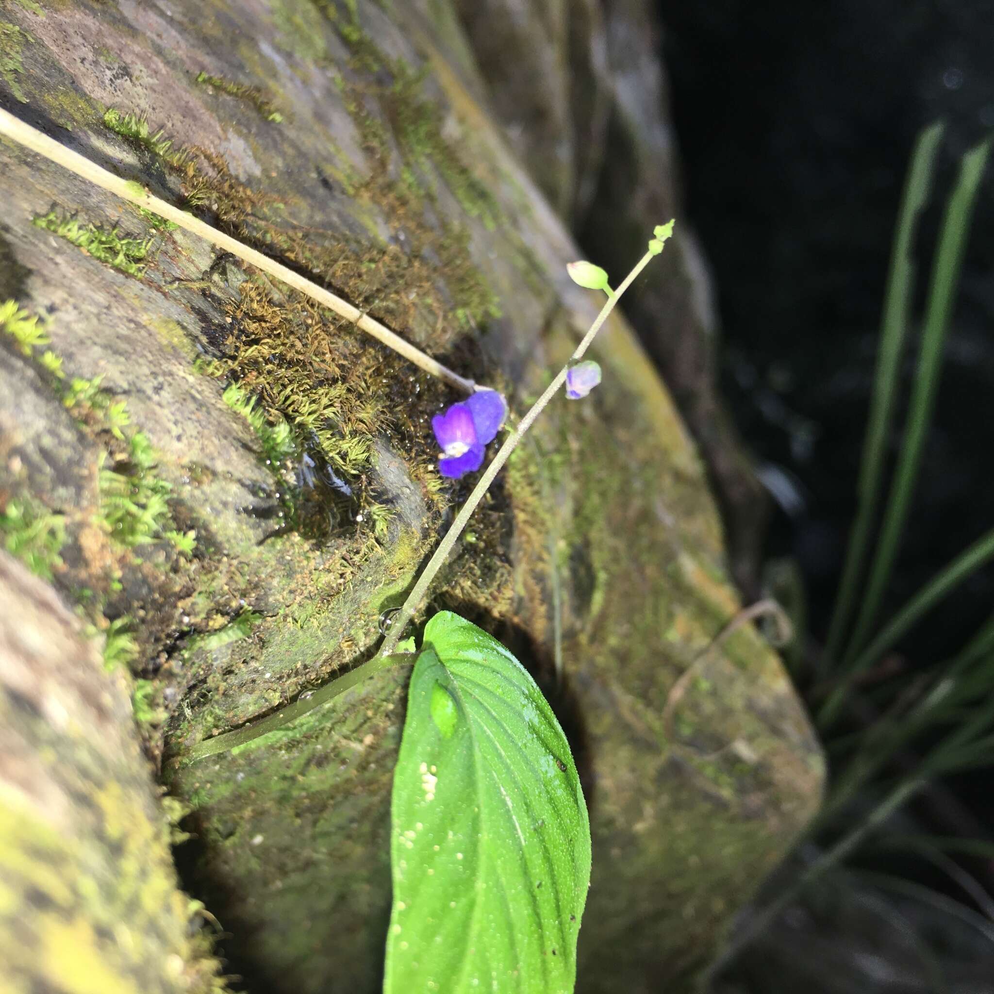 Image de Rhynchoglossum obliquum Blume