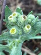 صورة Erigeron variifolius Blake