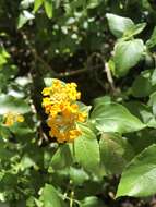 Image of Florida shrubverbena