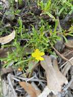 Image of Hibbertia racemosa (Endl.) Gilg