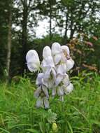 Image of Aconitum jaluense subsp. taigicola (Vorosh.) V. N. Voroshilov