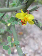 Image of Texas paloverde