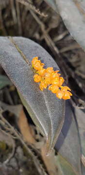 Imagem de Pleurothallis truncata Lindl.