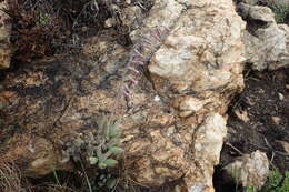 Image of Adromischus umbraticola subsp. umbraticola