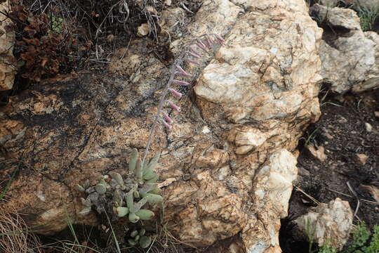 Image of Adromischus umbraticola C. A. Smith