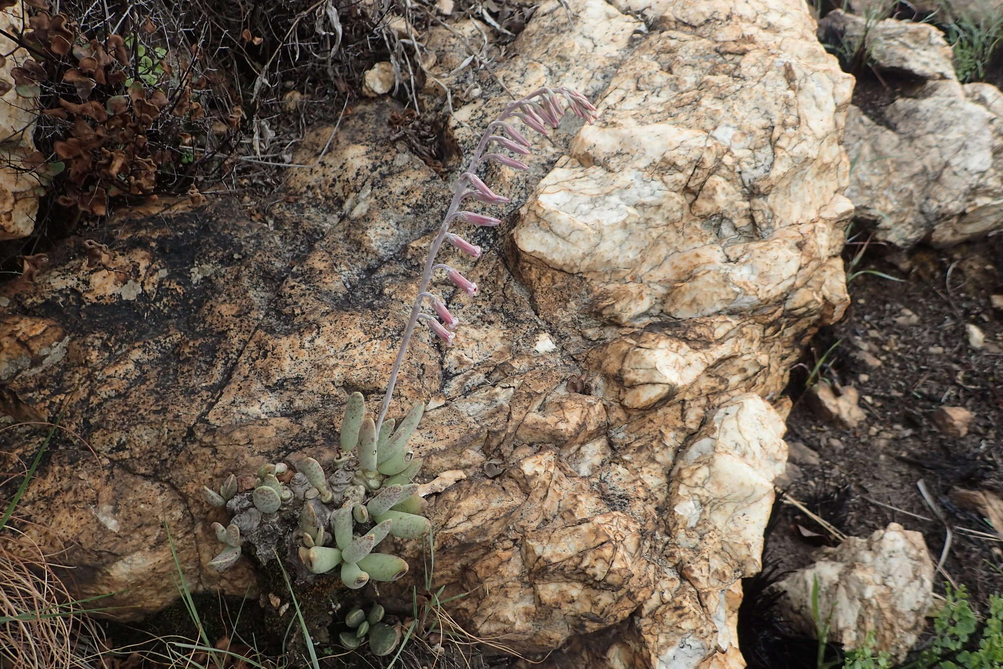 Image of Adromischus umbraticola subsp. umbraticola