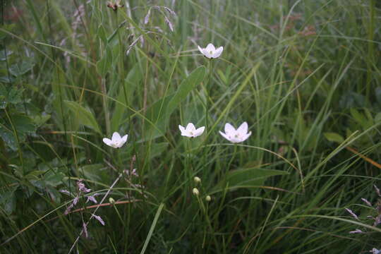 Image of fen grass of Parnassus