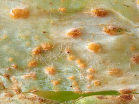 Image of Puccinia porri (Sowerby) G. Winter 1881