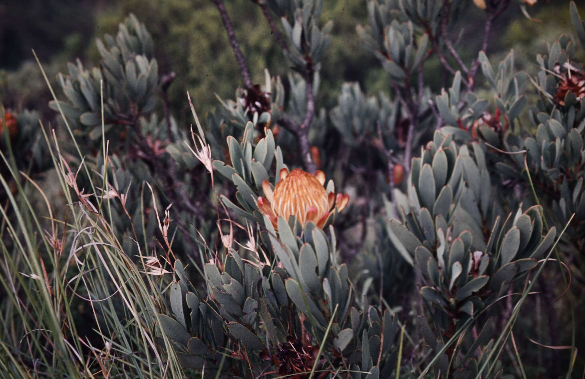 Image of Protea nubigena J. P. Rourke