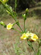 Image of Hairy St. John's-Wort