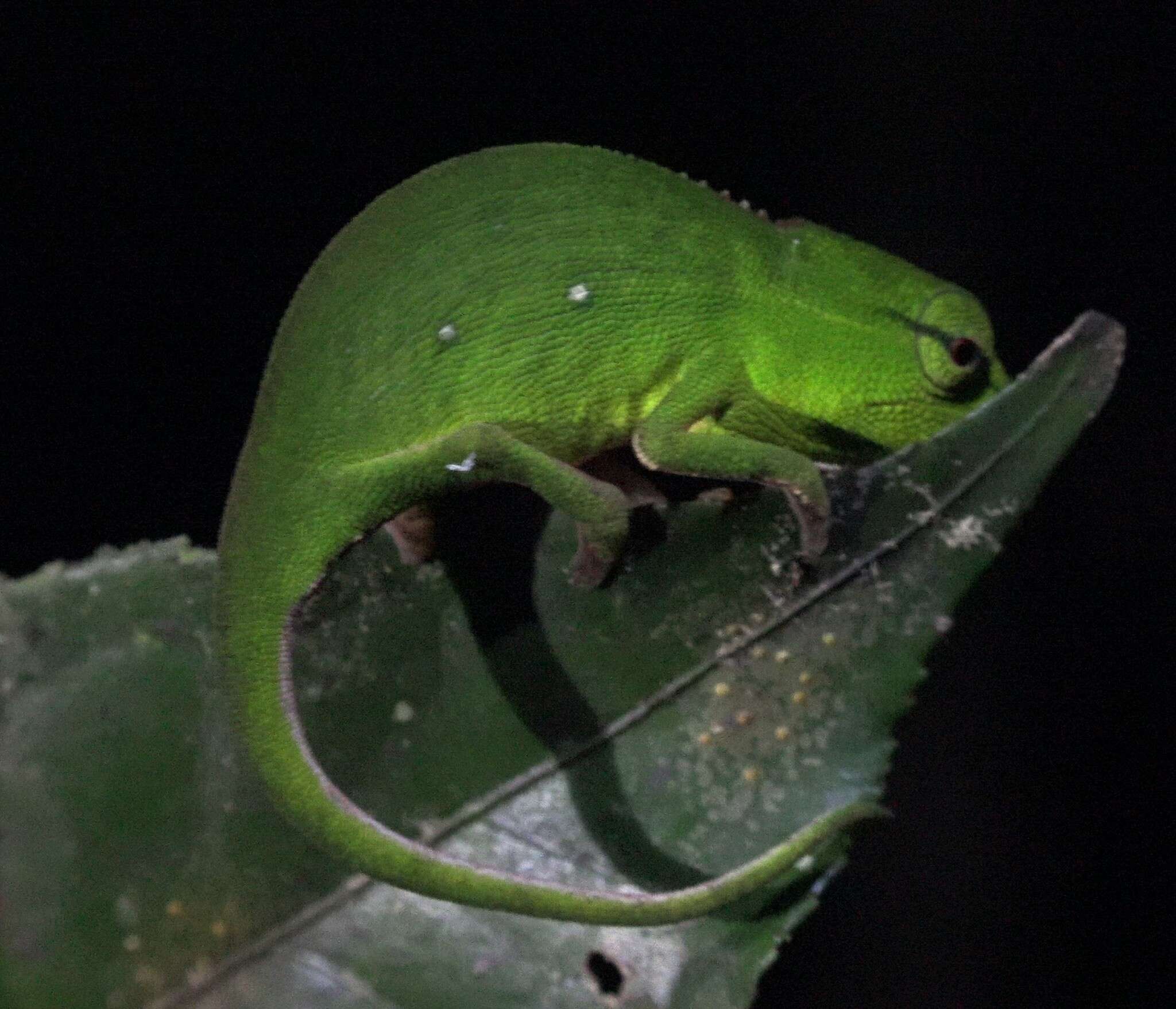 Plancia ëd Calumma gastrotaenia (Boulenger 1888)