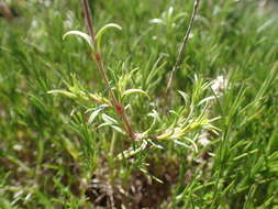 Слика од Cerastium arvense subsp. suffruticosum (L.) Nym.