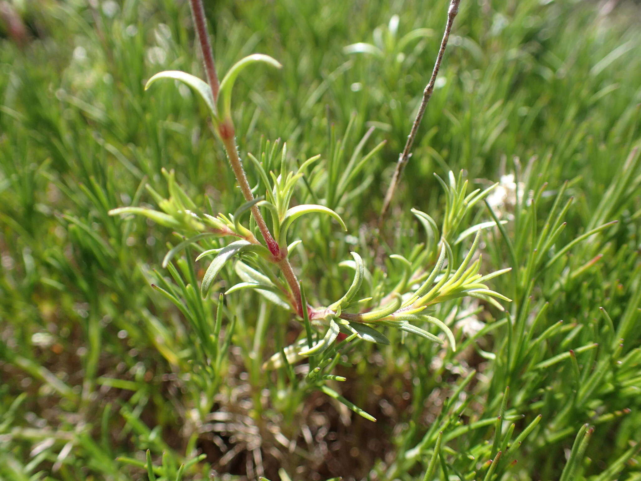 Image of Cerastium arvense subsp. suffruticosum (L.) Nym.