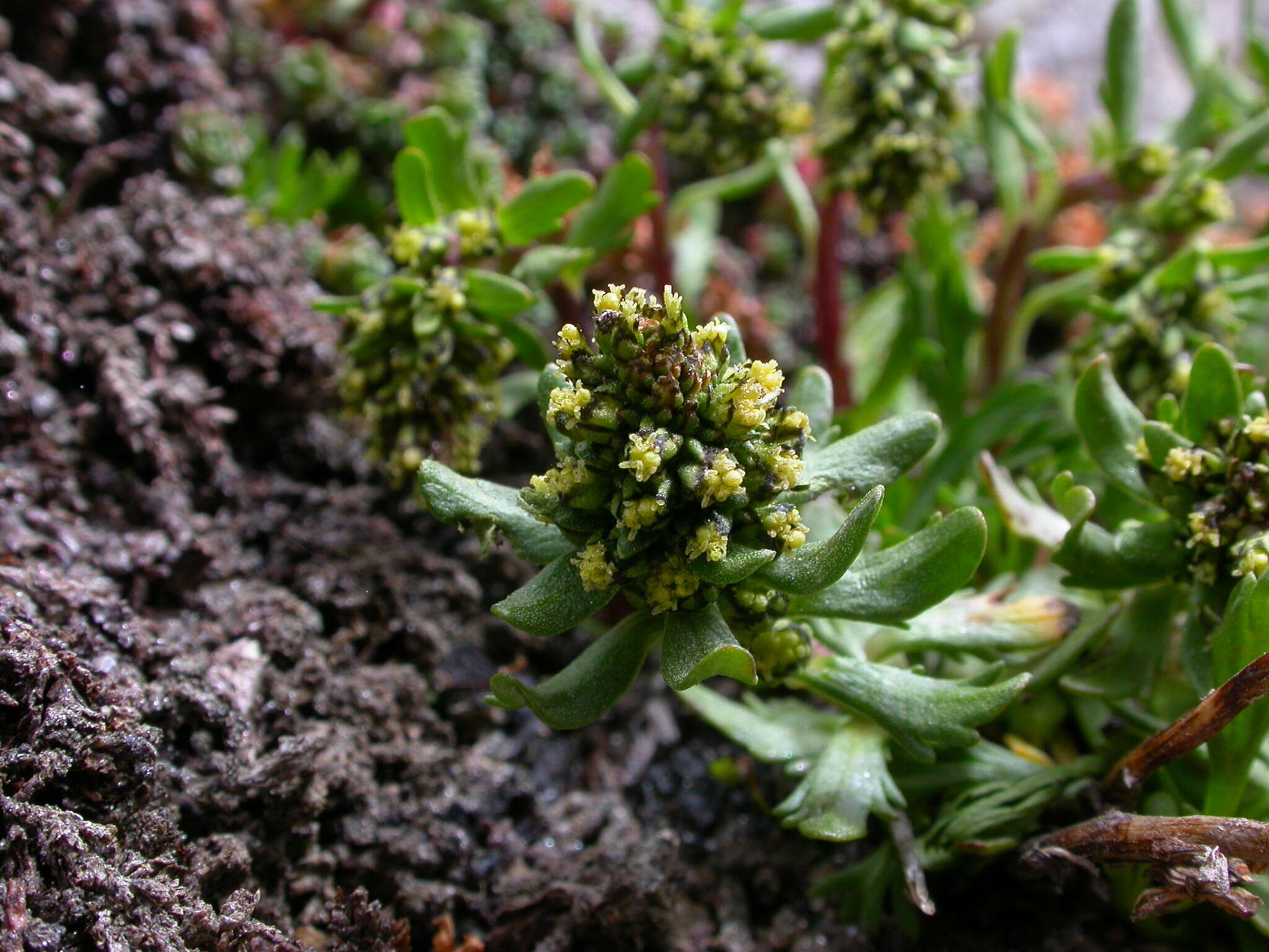 Image of Artemisia nivalis Br.-BI.