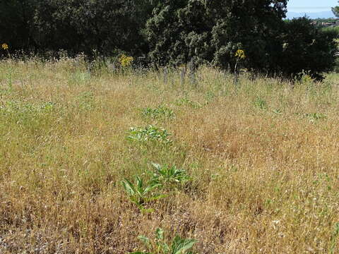 Image of Phlomis herba-venti L.