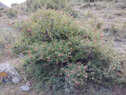 Image of Lonicera iberica M. Bieb.